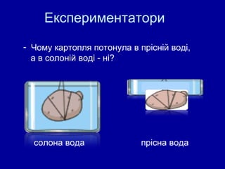 Експериментатори Чому картопля потонула в прісній воді,  а в солоній воді - ні? солона вода прісна вода 