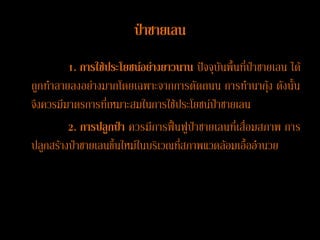ป่าชายเลน
         1. การใช้ประโยชน์อย่างยาวนาน ปัจจุบันพื้นที่ป่าชายเลน ได้
ถูกทาลายลงอย่างมากโดยเฉพาะจากการตัดถนน การทานากุ้ง ดังนั้น
จึงควรมีมาตรการที่เหมาะสมในการใช้ประโยชน์ป่าชายเลน
         2. การปลูกป่า ควรมีการฟื้นฟูป่าชายเลนที่เสื่อมสภาพ การ
ปลูกสร้างป่าชายเลนขึ้นใหม่ในบริเวณที่สภาพแวดล้อมเอื้ออานวย
 