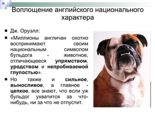 Воплощение английского национального характера Дж. Оруэлл:  «Миллионы англичан охотно воспринимают своим национальным символом бульдога - животное, отличающееся  упрямством ,  уродством  и  непробиваемой глупостью ». Но также и  сильное ,  выносливое , а главное -  цепкое , все знают, что если уж бульдог ухватится за что-нибудь, ни за что не отпустит. 
