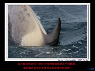 殺人鯨突然出現下眼前﹗所有的隊員都涌上甲板觀看， 聽到緊急逃生的信號也沒有這麼快的回應 ！ 