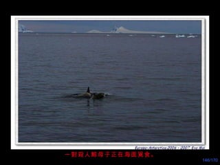 一對 殺人鯨 母子正在海面 覓 食。 