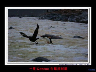 一 隻 Gentoo 在 驅趕賊鷗 
