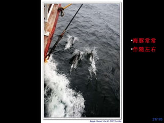海豚常常 伴随左右 