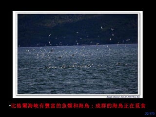 比格 爾 海 峽 有 豐 富的魚 類 和海 鳥 : 成群的海 鳥 正在 覓 食 