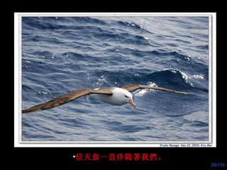 信天翁一直伴随著我們。 