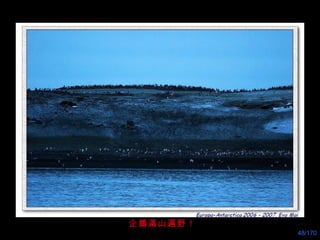 企鵝 滿 山遍野！ 