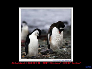 Aicho Island 上有兩種企鵝：帽 帶 “ Chinstrap”  和金圖“ Gentoo” 