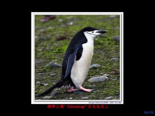 帽 帶 企鵝“ Chinstrap” 走在地衣上 