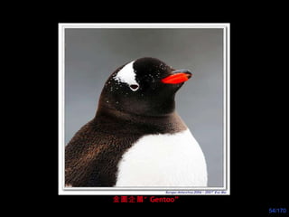 金圖企鵝“ Gentoo” 