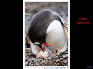 Gentoo: Egg & Chick 
