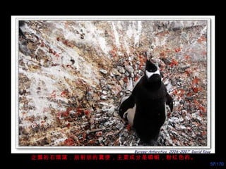 企鵝的石頭窩：放射狀的糞便，主要成分是磷蝦，粉红色的。 