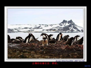 企鵝的社會生活：群居。 