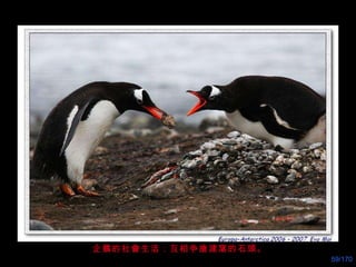 企鵝的社會生活：互相争 搶 建窩的石頭。 