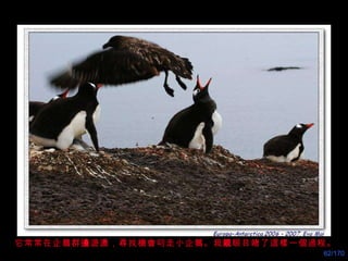它常常在企鵝群 邊 遊盪， 尋 找 機會 叼走小企鵝。我 親 眼目睹了這樣一個過程。 