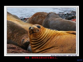 海象：雌海象成群地卧在灘涂上。 