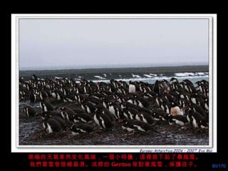 南極的天氣果然变化萬端，一個小時 後 ，這裡就下起了暴風雪。 我們冒雪登陸楊基港 。成群的 Gentoo 背對著風雪，保護孩子。 