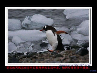 惡劣的天氣完全沒有打亂他們的生活作息。他們忙著到海中覓食 。 