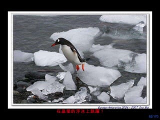在晶瑩的浮冰上跳躍 ！ 