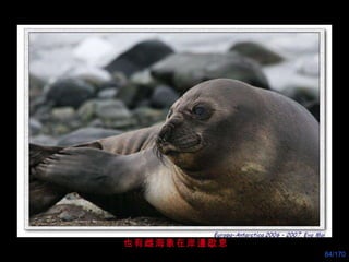 也有雌海象在岸邊歇息 