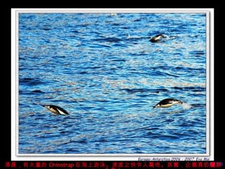 清晨，有大量的 Chinstrap 在海上游泳。速度之快令人驚奇。其實，企鵝真的 屬於 大海！ 