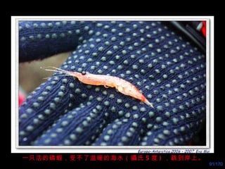 一只活的磷蝦，受不了温暖的海水（攝氏 5 度 ) ，跳到岸上。 