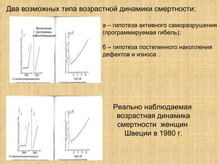Два возможных типа возрастной динамики смертности: а – гипотеза активного саморазрушения (программируемая гибель); б – гипотеза постепенного накопления  дефектов и износа . Включение  программы  самоликвидации Реально наблюдаемая  возрастная динамика смертности  женщин  Швеции в 1980 г. 