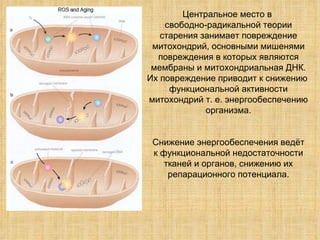 Центральное место в  свободно-радикальной теории старения занимает повреждение митохондрий, основными мишенями повреждения в которых являются мембраны и митохондриальная ДНК. Их повреждение приводит к снижению  функциональной активности митохондрий т. е. энергообеспечению организма. Снижение энергообеспечения ведёт к функциональной недостаточности тканей и органов, снижению их репарационного потенциала. 