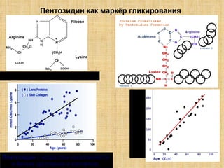 Пентозидин как маркёр гликирования Химическая структура пентозидина Пентозидин , mcmole/mole  коллагена Пентозидин  с возрастом накапливается  в белках хрусталика и коллагене.   