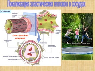 Локализация эластических волокон в сосудах эластические волокна 