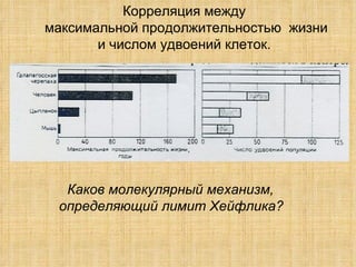 Корреляция между максимальной продолжительностью  жизни и числом удвоений клеток. Каков молекулярный механизм,  определяющий лимит Хейфлика?   
