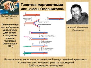 Алексей Матвеевич  Оловников Гипотеза маргинотомии  или «часы Оловникова» Martina Vortmeyer  -- TWP Возникновение недореплицированного 5 ’- конца линейной хромосомы  и синтез на этом концевом участке теломерной  ДНК с помощью теломеразы. Потеря конце- вых недорепли- цированных  ДНК ведёт  к старению клетки. (гипотеза  Оловникова, 1971) . 