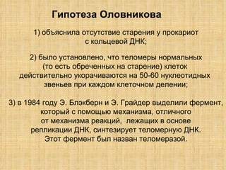 Гипотеза Оловникова объяснила отсутствие старения у прокариот с кольцевой ДНК;  2) было установлено, что теломеры нормальных (то есть обреченных на старение) клеток  действительно укорачиваются на 50-60 нуклеотидных  звеньев при каждом клеточном делении; 3) в 1984 году Э. Блэкберн и Э. Грайдер выделили фермент, который с помощью механизма, отличного  от механизма реакций,  лежащих в основе репликации ДНК, синтезирует теломерную ДНК.  Этот фермент был назван теломеразой. 