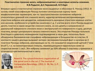 Пластинчатое строение мозга, нейрокомпьютинг и некоторые аспекты сознания. И.В.Родштат, Д.С.Чернавский, В.П.Карп Впервые идею о пластинчатом строении мозга выдвинул и обосновал Б. Рексед (1952). В основу своей классификации Рексед положил интегральную оценку таких морфологических параметров, как-то: пространственное положение нейронов относительно длинной оси спинного мозга, характер ветвления воспринимающих отростков нейрона или дендритов, направленность выходных отростков нервных клеток или аксонов, особенности устройства синапсов и т.д. С учетом всего этого Рексед выделил десять пластин в сером веществе спинного мозга, из них девять в направлении от дорзальной поверхности спинного мозга к вентральной его поверхности и одну, десятую пластину, вокруг центрального канала спинного мозга. Это открытие Рекседа получило блестящее и довольно неожиданное подтверждение в наши дни, поскольку была обнаружена биохимическая специфика нейромедиации в большинстве из пластин. В контексте нашего доклада вызывает интерес экспериментальный факт о наличии во II пластине Рекседа нейронов, реагирующих на то, что называется медленной щеткой ("slow brush"), т.е. на низкопороговые стимулы, перемещающиеся параллельно коже со скоростью менее 1 см/с. Эти нейроны занимают до 50% объема II пластины у приматов и отличаются чувствительностью к свету.  Rexed B. The cytoarchitectonic organization of the spinal cord in the cat // The Journal of Comparative Neurology.-1952.-V. 96, No. 3.-P. 415-495. 