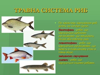 ТРАВНА СИСТЕМА РИБ По характеру харчування риб ділять на чотири групи:    бентофаги   - риби, що харчуються дрібними організмами, що мешкають на дні або поблизу дна; планктофаги   - риби, що харчуються організмами, що живуть в підвішеному стані в товщі води; змішаного харчування   ; хижаки   - риби, що харчуються іншими рибами.   