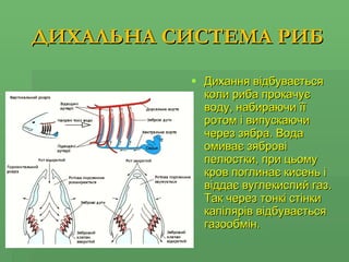 ДИХАЛЬНА СИСТЕМА РИБ Дихання відбувається коли риба прокачує воду, набираючи її ротом і випускаючи через зябра. Вода омиває зяброві пелюстки, при цьому кров поглинає кисень і віддає вуглекислий газ. Так через тонкі стінки капілярів відбувається газообмін. 