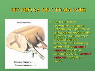 НЕРВОВА СИСТЕМА РИБ Спинний мозок проходить всередині нервових дуг хребців по всій довжині хребта риби. В будові спинного мозу спостерігається сегментація.   В кожному сегменті тіла  сенсорні нейрони  входять в спинний мозок, а  моторні нейрони  виходять з нього. 