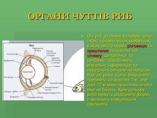 ОРГАНИ ЧУТТІВ РИБ Очі риб за своєю будовою дуже схожі з очами інших хребетних, в яких світло через  роговицю  та  кришталик  потрапляє на  сітківку , де палички  та колбочки  обробляють візуальну інформацію та передають сигнали на нейрони.   Взагалі риби здатні розрізняти предмети на відстані 1 м, але далі 12 м вони практично нічого вже не бачать.   Крім кольору, риби можуть розрізняти форму й величину навколишніх предметів.  