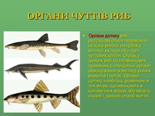 ОРГАНИ ЧУТТІВ РИБ Органи дотику  риб розташовуються переважно на кінці рила й на губах у вигляді вусиків або груп чуттєвих клітин. Однак у деяких риб на плавникових променях є спеціальні органи обмацування в вигляді різних виростів і ниток.   Органи дотику найбільш розвинені в тих видів, що мешкають в каламутних водах або ведуть нічний і донний спосіб життя. 