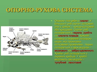 ОПОРНО-РУХОВА СИСТЕМА Опорою тіла риби є  скелет . У більшості риб скелет кістковий, але у деяких – хряще-кістковий або хрящовий. Скелет риб складається з  черепа ,  хребта  та  скелета плавців . Кожний плавець утворений складкою шкіри, яка пронизана кістковими променями.  Череп складається з двох відділів –  мозкового  та  зябро-щелепного . Хребет риб складається з окремих хребців. У хребті виділяють два відділи –  тулубний  і  хвостовий .  