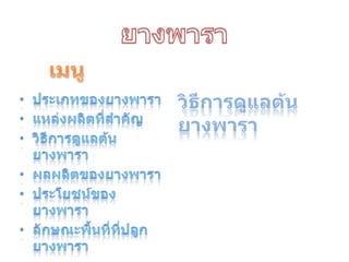 ยางพาราเมนูวิธีการดูแลต้นยางพาราประเภทของยางพาราแหล่งผลิตที่สำคัญวิธีการดูแลต้นยางพาราผลผลิตของยางพาราประโยชน์ของยางพาราลักษณะพื้นที่ที่ปลูกยางพารา