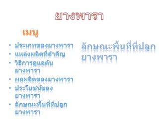 ยางพาราเมนูลักษณะพื้นที่ที่ปลูกยางพาราประเภทของยางพาราแหล่งผลิตที่สำคัญวิธีการดูแลต้นยางพาราผลผลิตของยางพาราประโยชน์ของยางพาราลักษณะพื้นที่ที่ปลูกยางพารา