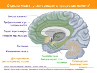 Отделы мозга, участвующие в процессах памяти*


        Поясная извилина

 Префронтальная кора
      головного мозга

 Задние ядра таламуса

Передние ядра таламуса



                        Гиппокамп

    Извилина гиппокампа

                                                                    Полосатое тело
       Декларативная                                               Миндалевидное тело
(эксплицитная) память                                                                        Процедурная
                                                                                Мозжечок
                                                                                           (имплицитная)
 *Взято из «Color Atlas of Physiology — 6th edition — Stuttgart: Thieme, 2009
                                                                                                  память
  Доклад: «Когнитивная психология. Закономерности приёма, обработки, хранения и воспроизведения информации.»
 