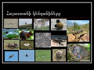 Հայաստանի կենդանիները 