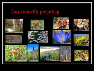 Հայաստանի բույսերը 