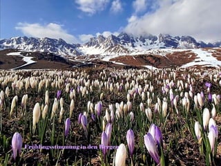 Frühlingsstimmung in den Bergen 