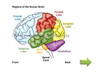 գլխուղեղ | PPT