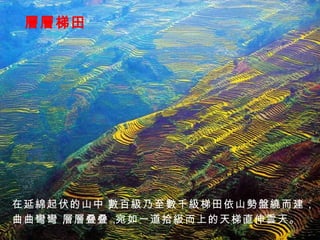 層層梯田 在延綿起伏的山中， 數百級乃至數千級梯田依山勢盤繞而建， 曲曲彎彎， 層層叠叠， 宛如一道拾級而上的天梯直伸雲天。 