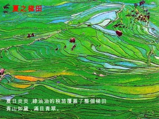 夏之梯田 夏日炎炎， 綠油油的秧苗覆蓋了整個梯田， 青山如黛， 滿目青翠。 