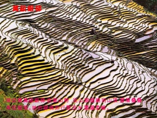 萬級銀梯 梯田像萬級銀梯， 依著山勢， 從山腳盤繞到山頂， 層層叠叠， 高低錯落。 她的線條如行雲流水， 瀟灑柔暢。 