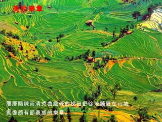 美妙樂章 層層簡練而清秀曲綫條的梯田舒徐地舖展在山坡上， 就像頗有節奏感的樂章。 